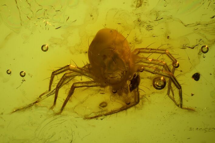 Detailed, Large Fossil Mite (Acari) In Baltic Amber #128290